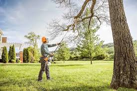 How Our Tree Care Process Works  in  Ocean Park, WA