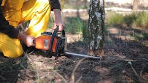 Best Arborist Consultation Services  in Ocean Park, WA