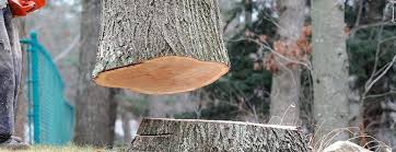 Best Commercial Tree Services  in Ocean Park, WA