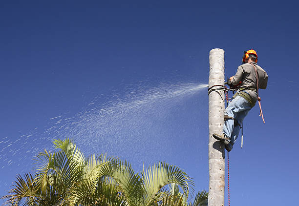 Best Tree Risk Assessment  in Ocean Park, WA