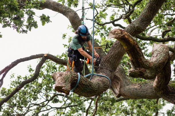 Reliable Ocean Park, WA Tree Care Solutions
