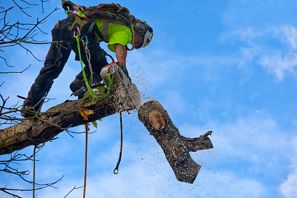 Best Firewood Processing and Delivery  in Ocean Park, WA